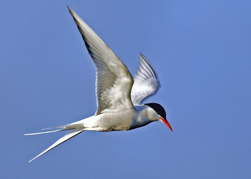 Tern at Potter Marsh, Alaska