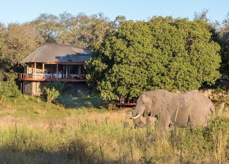 Elephant at Dulini River Lodge