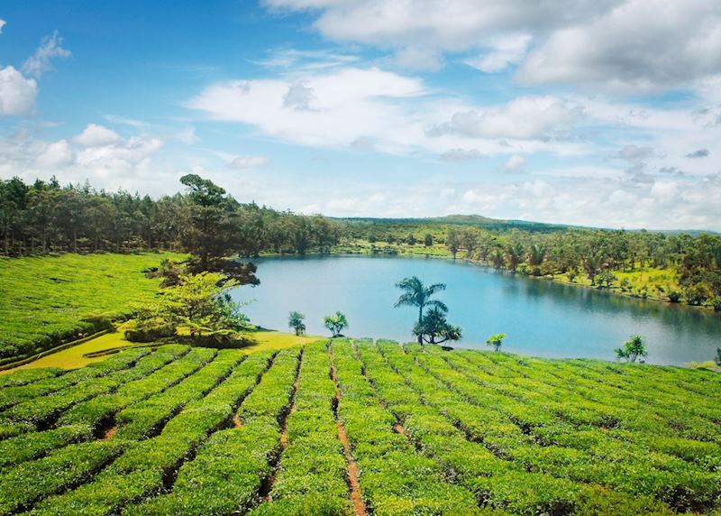 Bois Chéri Tea Plantation, Mauritius