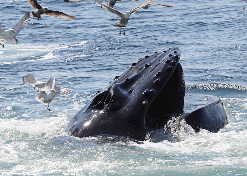 Humpback whale