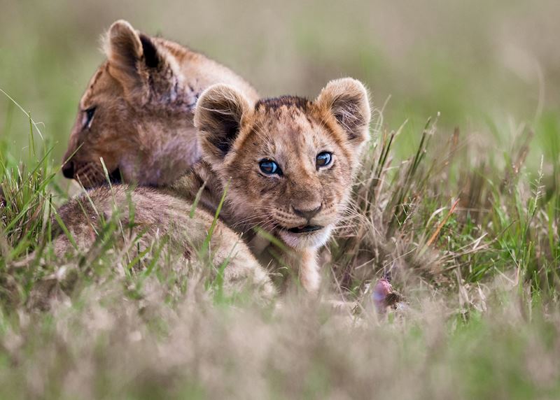 Lion cubs in the Masai Mara