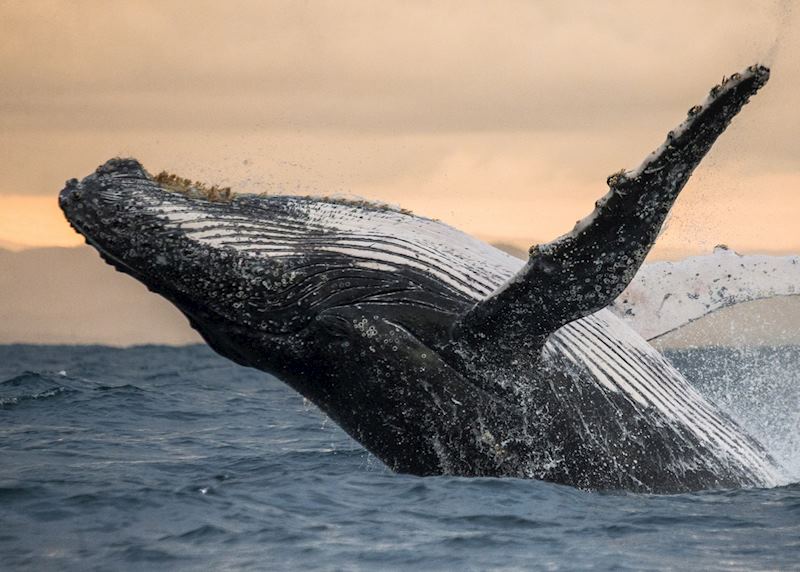 Humpback whale near Île Sainte-Marie