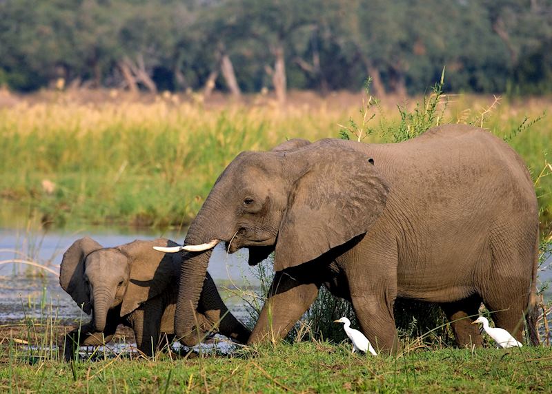 Elephants in Lower Zambezi National Park