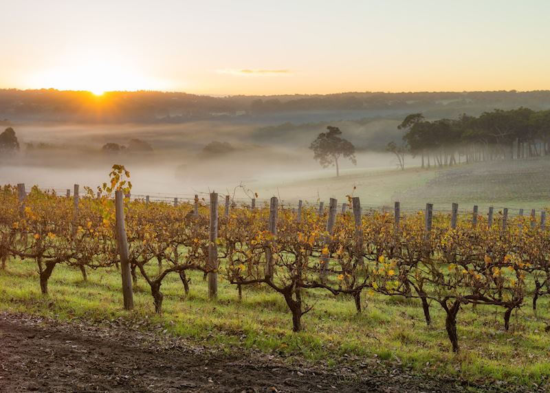 Vineyard in the Margaret River region