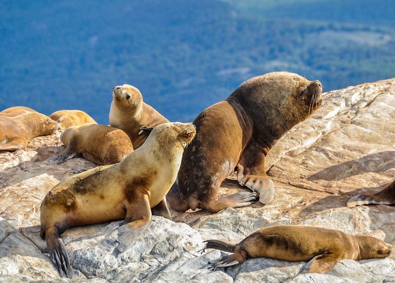 Seals and sea lions in the Beagle Channel, Tierra del Fuego