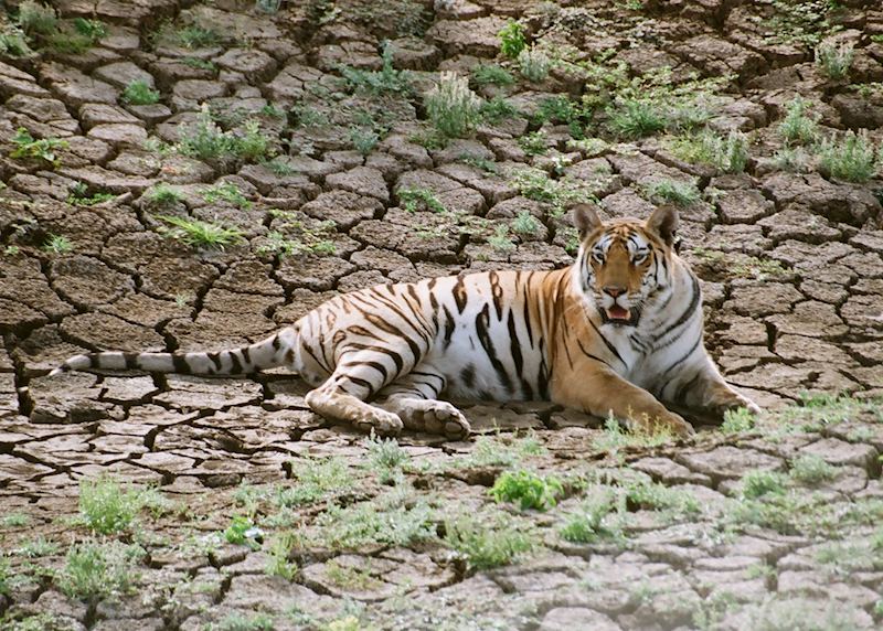 A sub adult male spotted at Pench