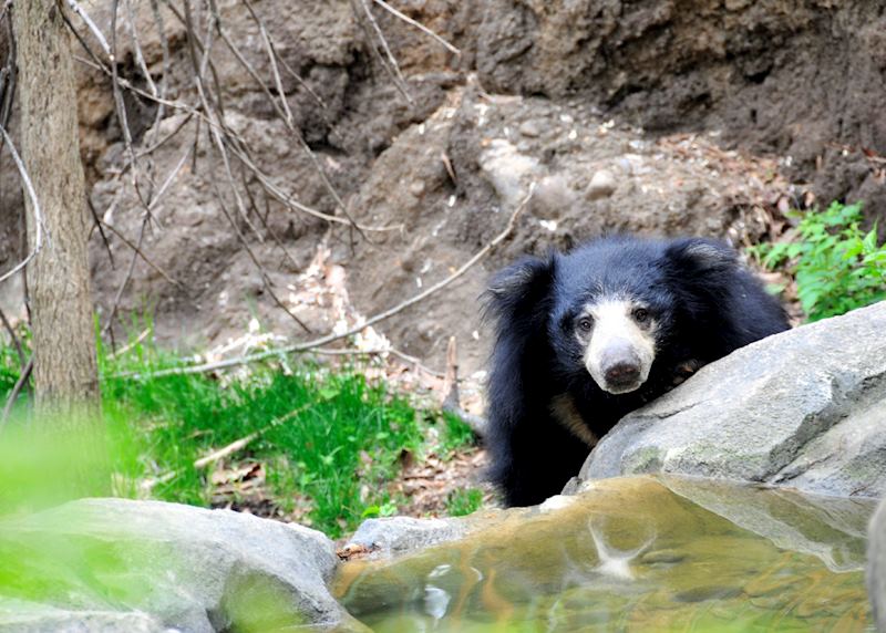 Sloth bear in Yala National Park