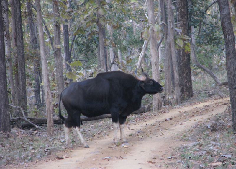 A bison seeing during a jeep safari at Satpura National Park