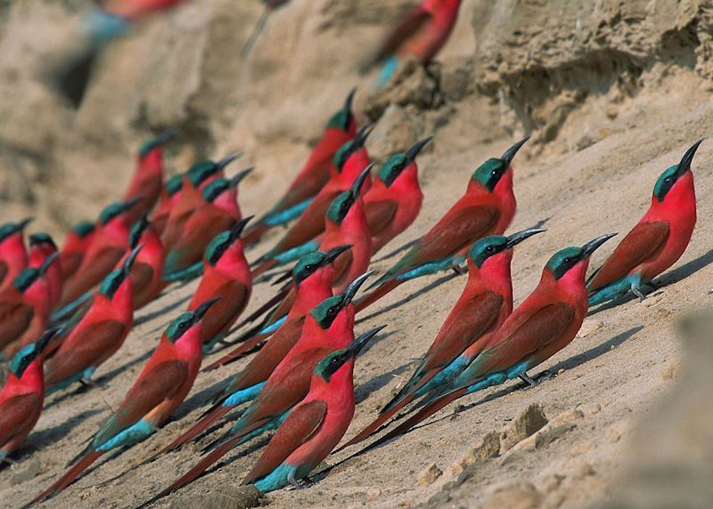 Carmine Bee Eater, South Luangwa National Park