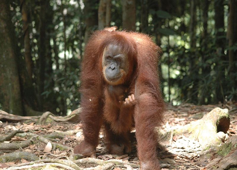 Mother and baby orangutan, Danum Valley, Malaysian Borneo