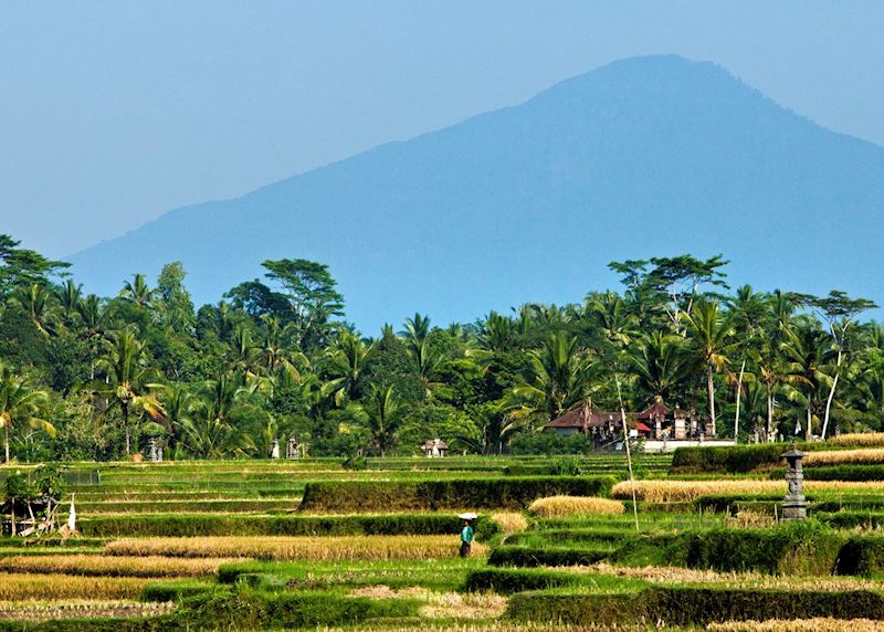 Paddy fields and Mount Agung, Bali, Indonesia