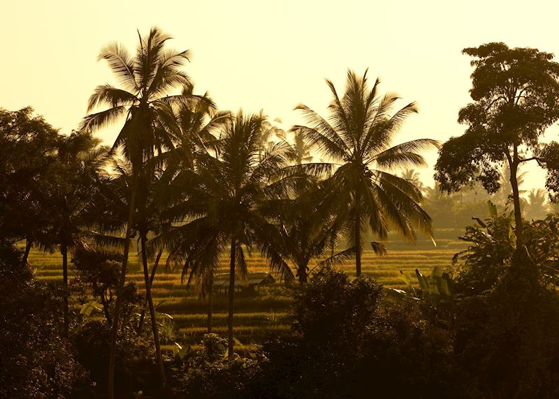 Sunset over the paddy fields outside Ubud, Indonesia
