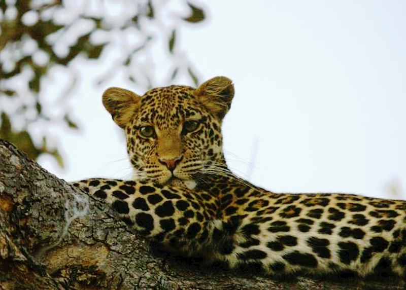 Selous Game Reserve, Tanzania