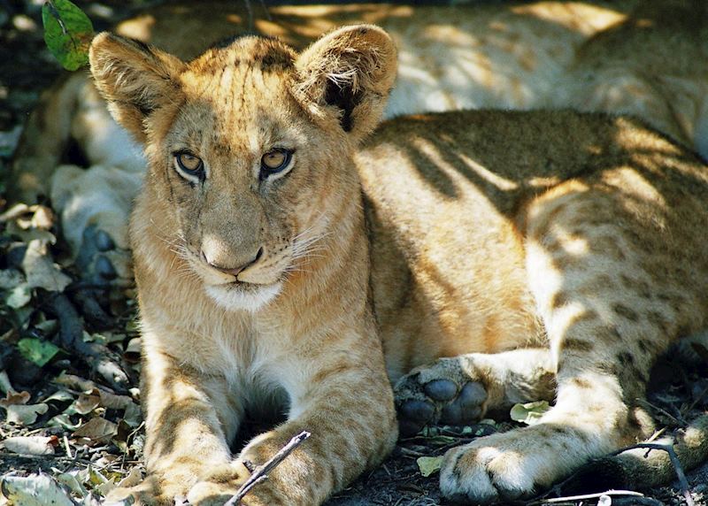 Selous Game Reserve, Tanzania