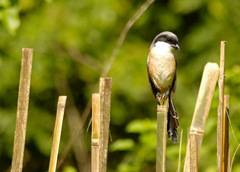 Birdlife in Bali Barat, Indonesia
