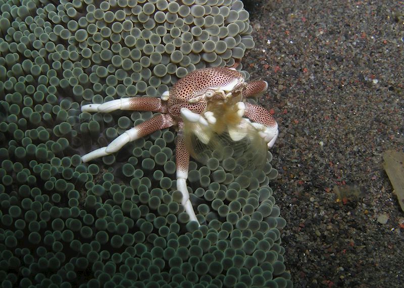 Underwater scene around Komodo, Indonesia