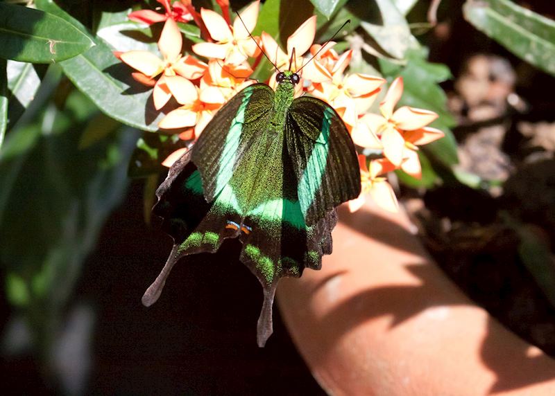Butterfly on a pitcher plant, Kinabalu National Park, Malaysian Borneo