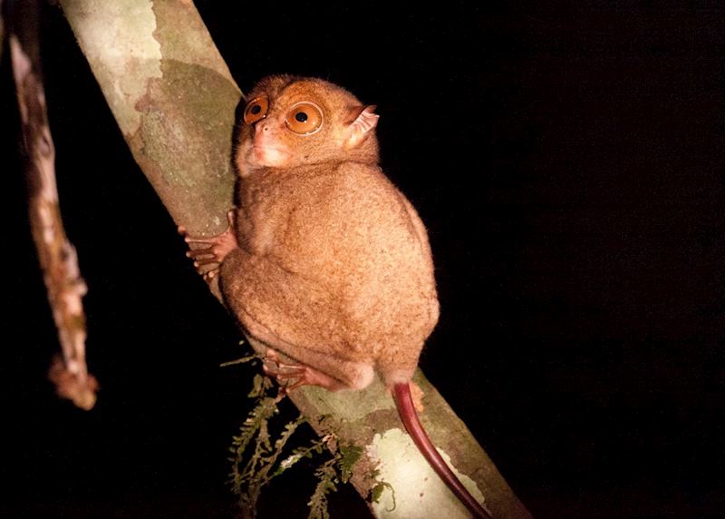 Tarsier, Danum Valley, Malaysian Borneo