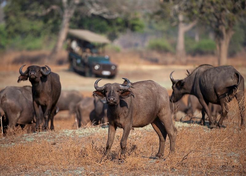 Game drive with the Bushcamp Company
