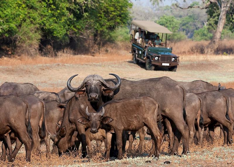Game drive with the Bushcamp Company