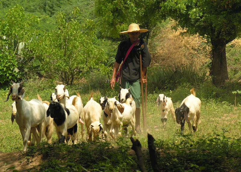 Goat herders, near Mandalay