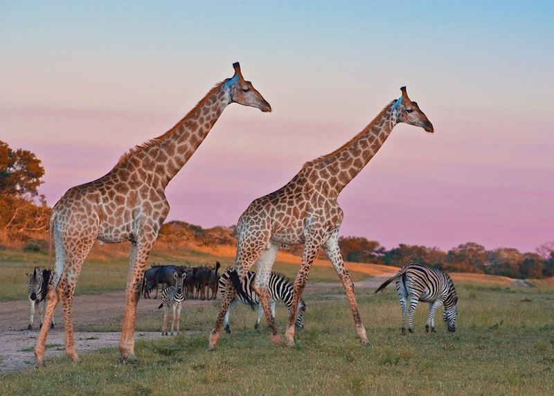 Game-viewing from Arathusa Safari Lodge