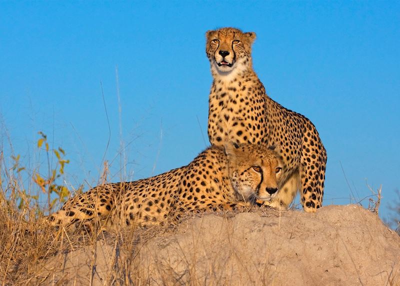 Cheetah seen from Arathusa Safari Lodge