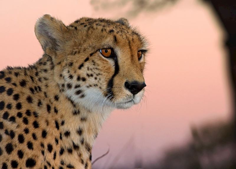 Cheetah seen from Arathusa Safari Lodge