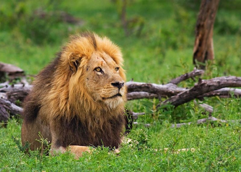 Lion seen from Arathusa Safari Lodge