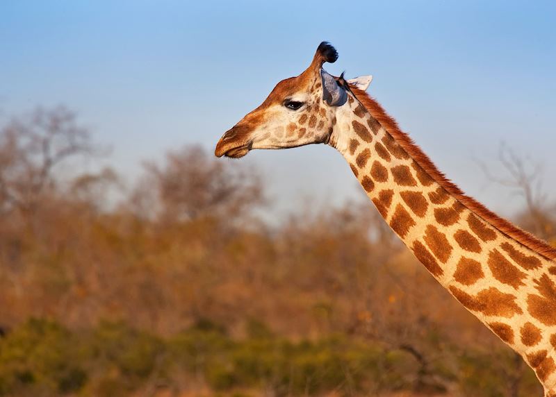 Giraffe seen from Arathusa Safari Lodge