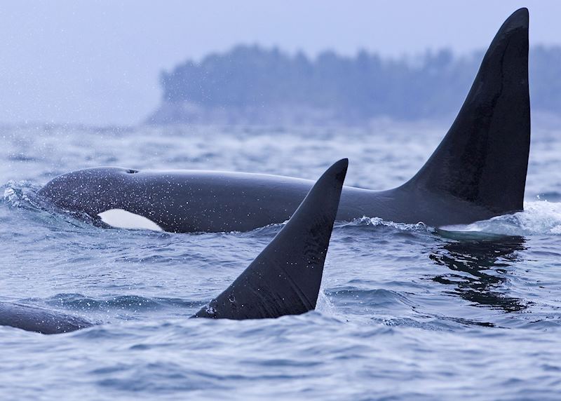 Orca off the coast of Tofino