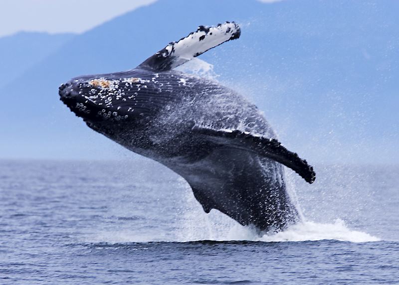 Breaching humpback whale, Tofino