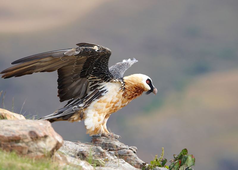 Lammergeier vulture, Drakensberg Mountains