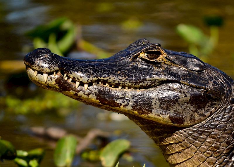 Caiman, the Pantanal, Brazil