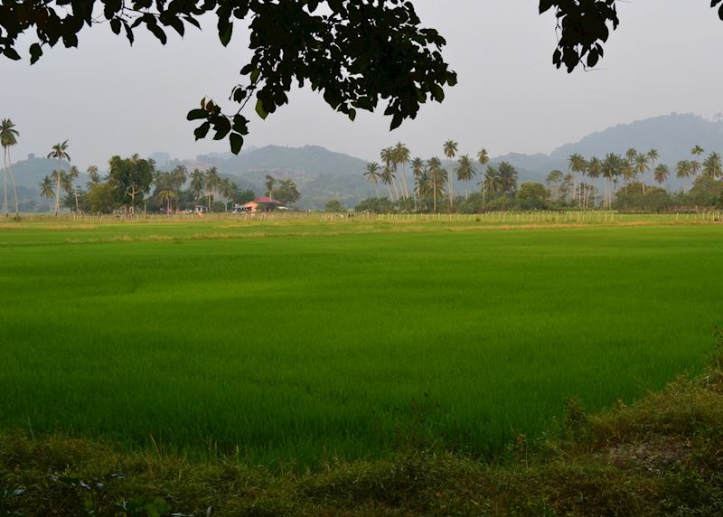 Paddy fields on Langkawi