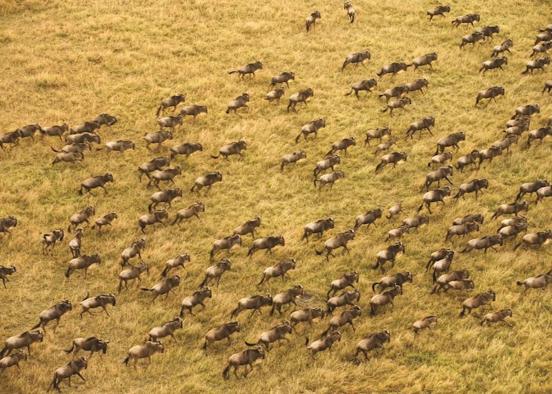 The Great Migration, Kenya