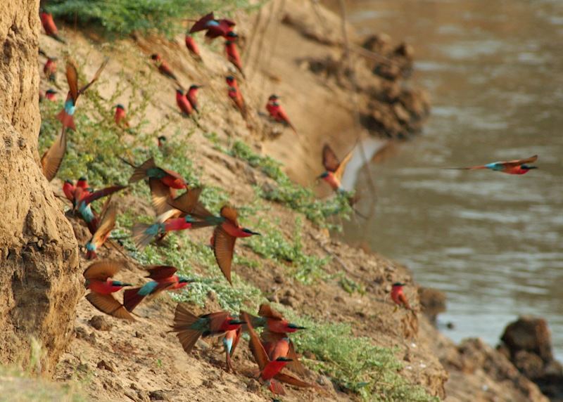 Carmine bee-eaters, South Luangwa National Park