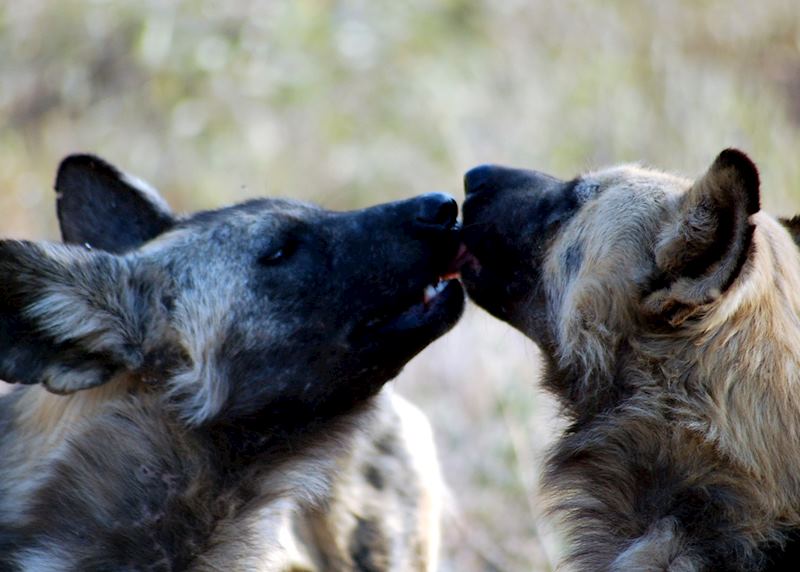 Wild Dog Kissing