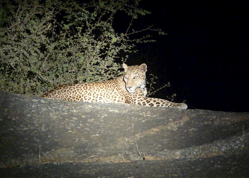 Leopard sighting