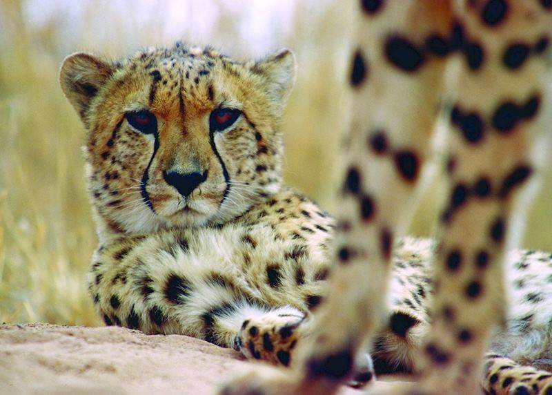 Cheetah at the AfriCat Foundation, Okonjima Reserve