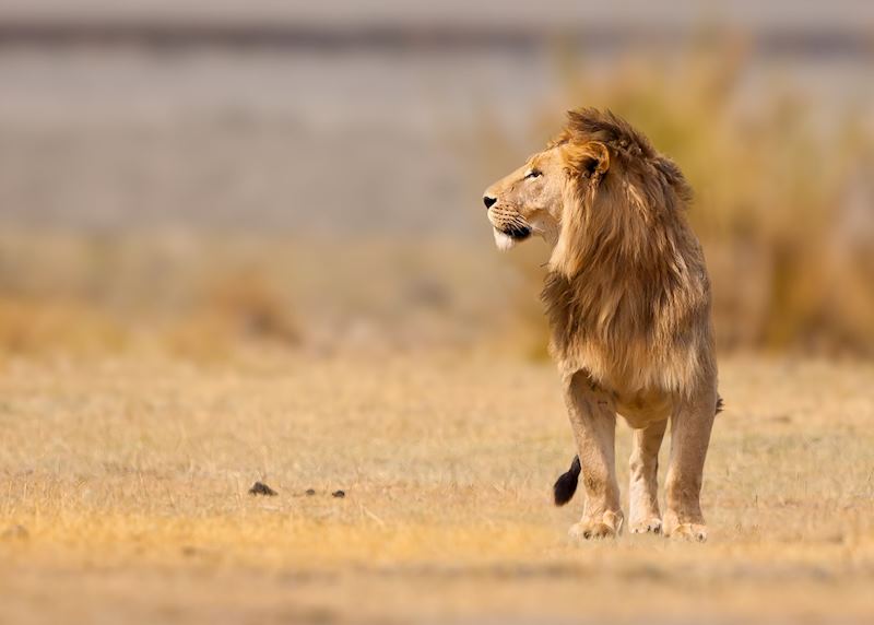 Male lion in the Ngorongoro Crater, Tanzania