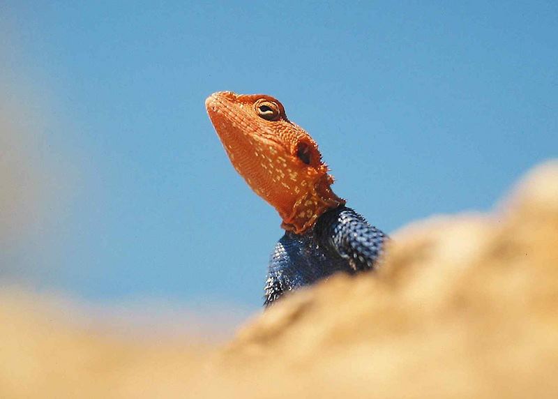 Rock agama lizard, Erongo Mountains