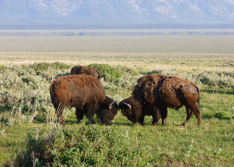 Bison in Grand Teton National Park