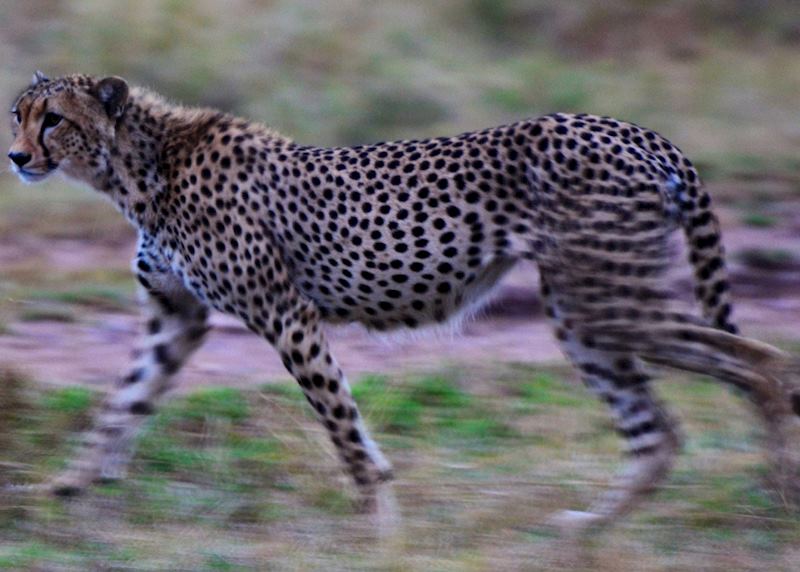 Cheetah on the move at dusk, Serengeti