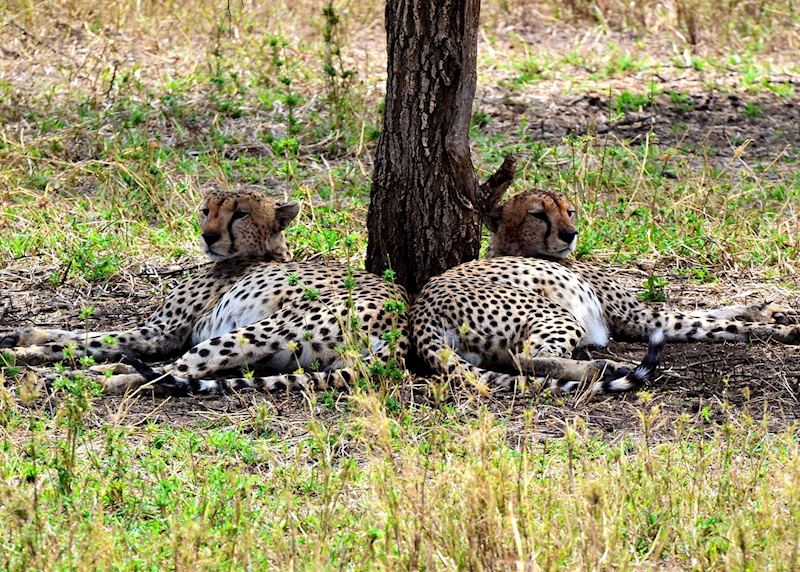 Two male cheetahs relaxing after a feed, Serengeti