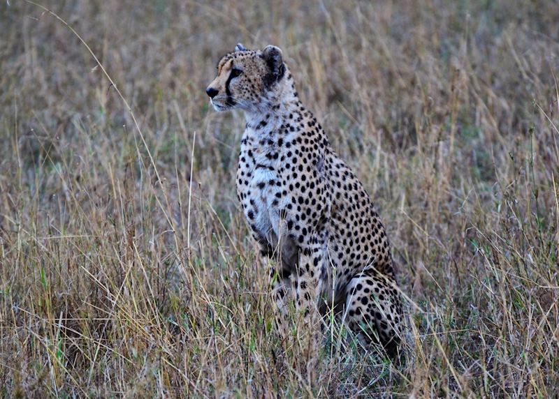 Cheetah at dawn, Serengeti