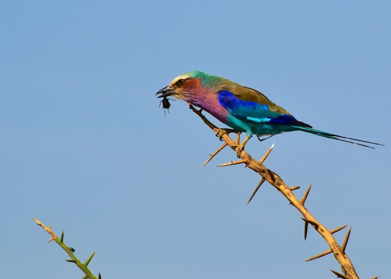 Lilac-breasted roller enjoying a bug breakfast, Serengeti