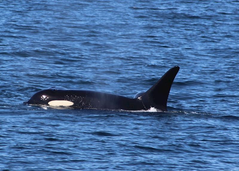 An orca swims by off Vancouver Island, Canada