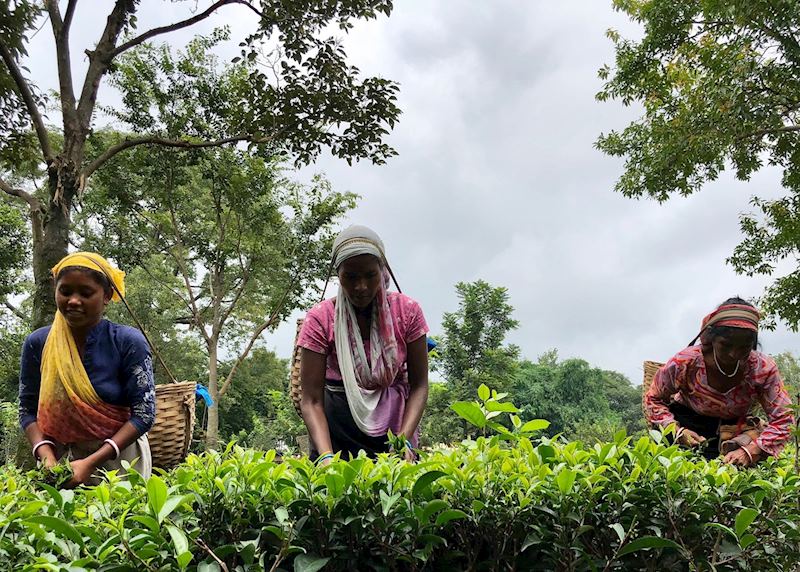 Tea pickers, Palampur