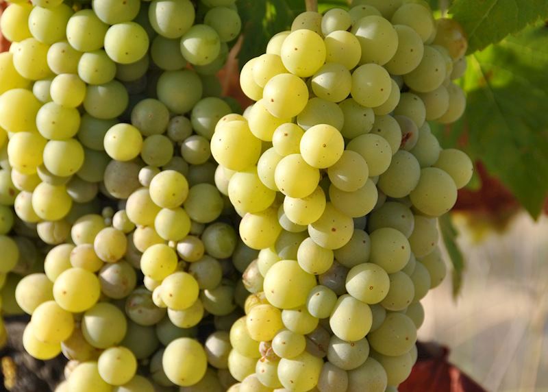White grapes on the vine, France